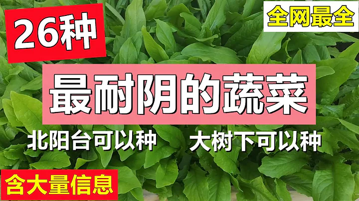 26种最耐阴的蔬菜 (含大量信息) 亲身种植经历, 大树下可以种, 北阳台也可以种 26 most shade-tolerant vegetables - 天天要闻