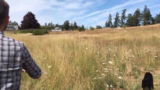 Schipperke dog playing with ball by Schipperke Munchie 1,108 views 4 years ago 34 seconds