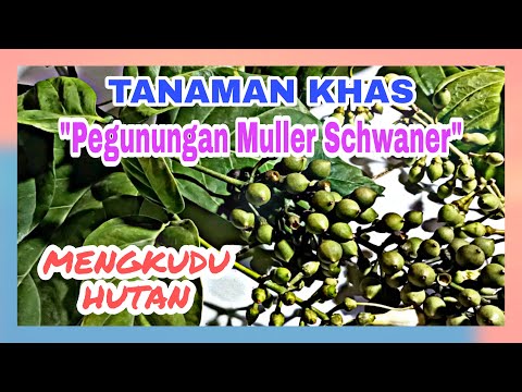 TANAMAN KHAS PEGUNUNGAN MULLER SCHWANER MENGKUDU HUTAN || CIRI TANAMAN #pegununganmullerschwaner