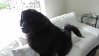 Clever Newfoundland dog outsmarts owner