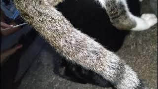 kucing kawin teriak kencang #catlover #kucingkawin