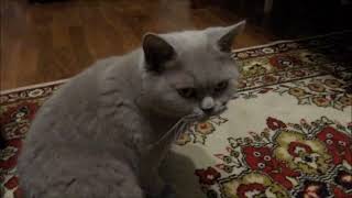 Кошка Ксюша выпрашивает еду.