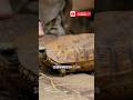 Welche Schildkröten-Art ist DAS? 🐢🤔 Weißt du’s?