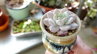 How To Grow Succulents Indoors