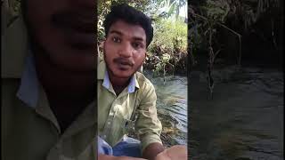 Water Scorpion:🦂🌎 The Deadly Hunter of Ponds - Mohit Padolya #WaterScorpion #जलबिच्छू #InsectFacts