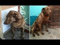 Depressed Dog Sits Alone At The Shelter For 2 Yrs: Then She Suddenly Smells Something Familiar