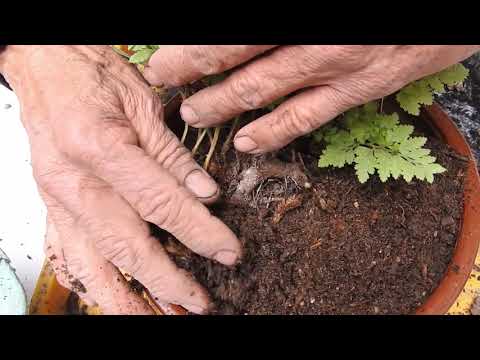 Video: Información de la planta de hoja de cuero: cómo cultivar plantas de hoja de cuero