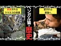 【猫図鑑】ヒョウ柄が特徴のベンガル