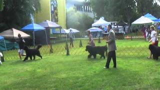Woofstock 6-10-11 Newfoundland Open Bitch Class Part 1