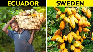 Countries Around The WORLD That Produce The MOST Cocoa..