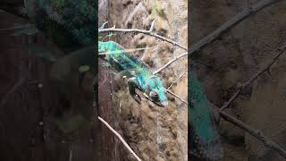 Nature's Living Rainbow 🌈 Chameleon in 4K HDR! #Shorts #BluePlanet