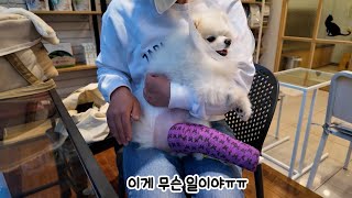 Rudy Got Surgery! Dog Cruciate Ligament \u0026 Patella Surgery Vlog