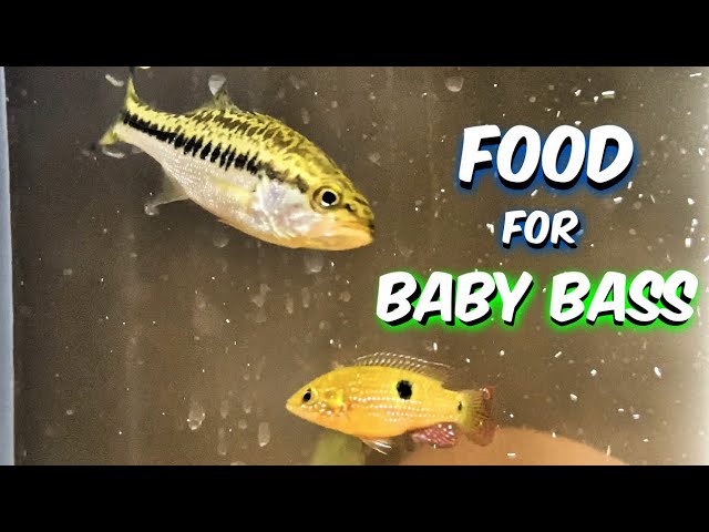 NETTING BAIT FISH TO FEED MY baby LARGEMOUTH BASS Aquarium 