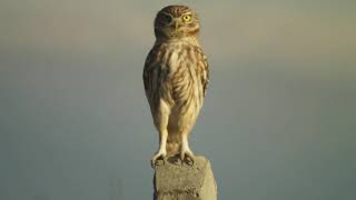 little owl - athene noctua indigena - ჭოტი