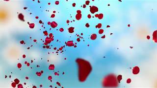 Green Screen Flying red rose flower petals animated Free background Hd Video loop NINI Design