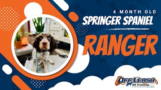 🐾 Transforming Ranger: A Springer Spaniel's Journey to Obedience Mastery at Off Leash K9 North GA by Off Leash K9 Training North Georiga 27 views 1 month ago 5 minutes, 21 seconds