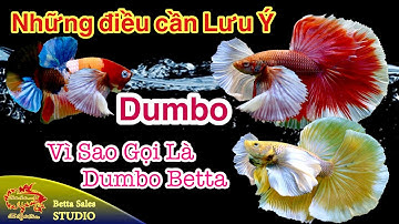 Vì Sao Gọi Là Dumbo Betta ? Những Điều Cần Lưu Ý Với Dumbo | Dumbo Betta Là Gì? | 0777678979