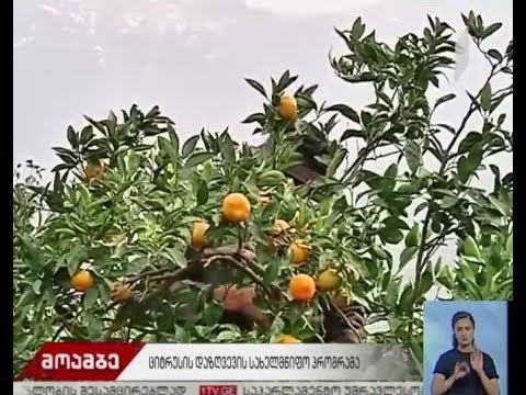 ციტრუსოვანი კულტურების დაზღვევის პროცესი დაიწყო