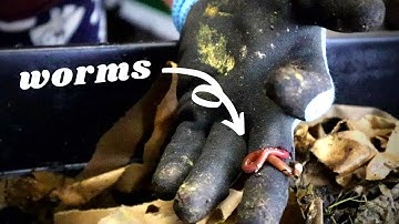 Simple Vermicompost Explained for Beginners