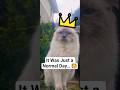 It was just a normal day… Then an Epic Cat Battle began ⚔️🐱 #shorts #cat #kitten #battle #vlog #cute