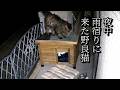 ずぶ濡れで雨宿りに来たふわふわな野良猫が取った驚きの行動とは！？