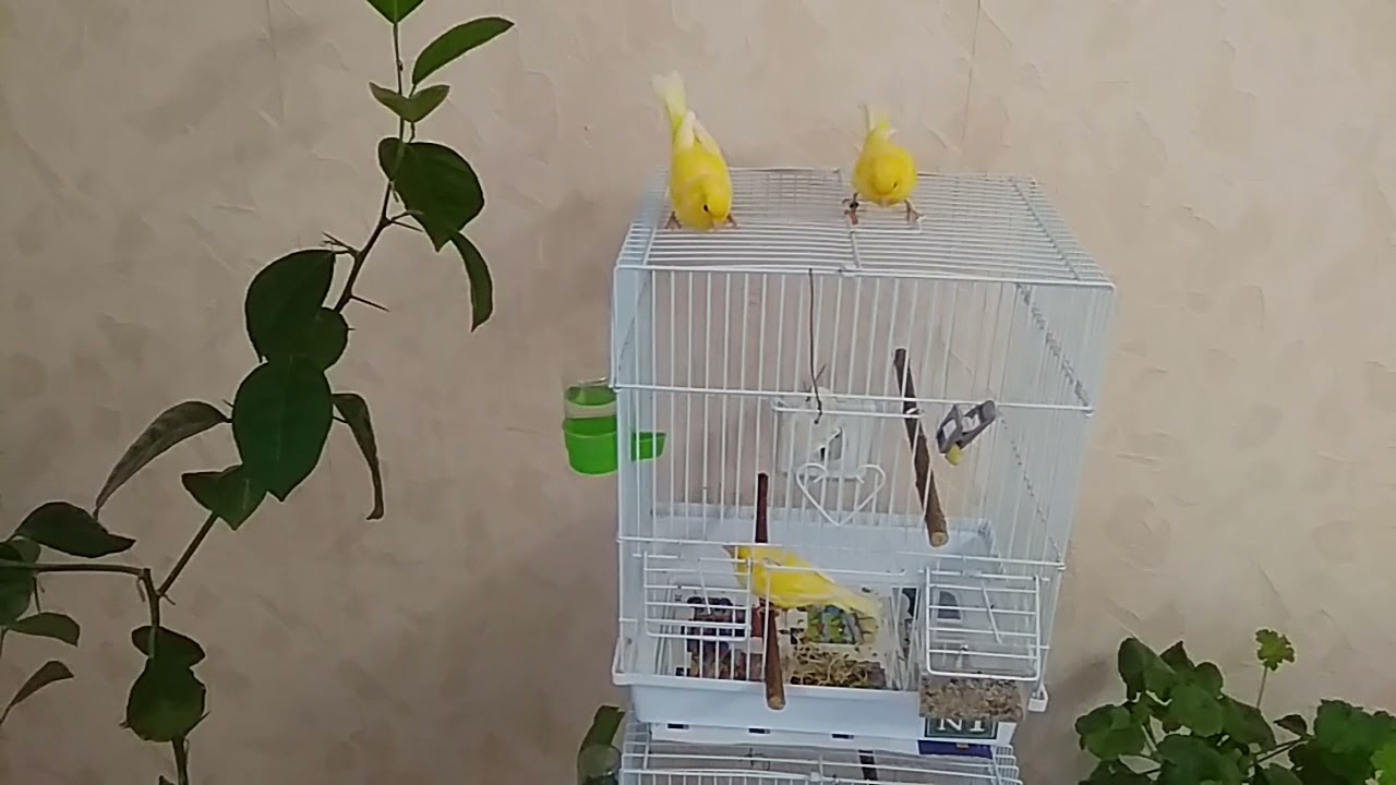 Бэтменнің қара канарей видеосы Бэтменнің қара канарей видеосы