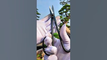 Kéo tỉa dăm Cây cảnh, bonsai #bonsaishop