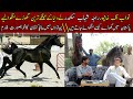 How we can import horses in Pakistan | RSS stud farm Beautiful Arabian , spanish horse | information