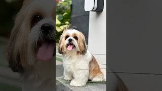 #shihtzu #homeseries #mobilegrooming #cutedog