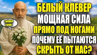 картинка: ЗАЧЕМ СКРЫВАЛИ БЕЛЫЙ КЛЕВЕР? — Растение, Которое Лечит И Защищает