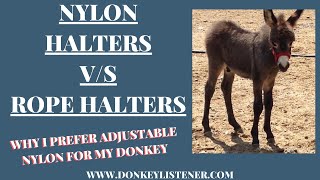 Rope halters V/S Nylon {Training Donkeys}