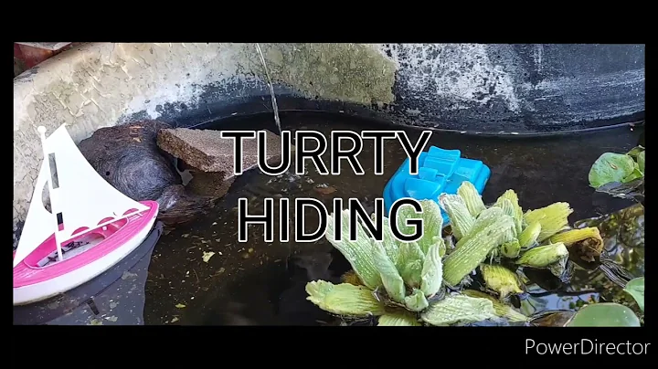 TURTTY GETS A NEW HOME