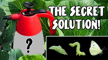 The ORGANIC PEST CONTROL SOLUTION that ACTUALLY WORKS!