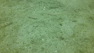 Calico lizardfish (Synodus lacertinus) at Las Casitas dive site, Cabo Pulmo, 22 Apr 2018.