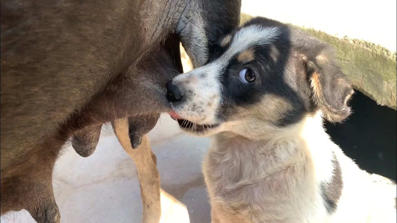 朝日を浴びて、上目遣いの子犬も母野良犬も栄養補給！なにせ、痩せているから！Let's have cookies