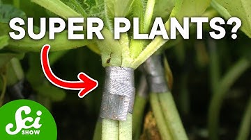 How Plant Grafting Actually Works and Why It