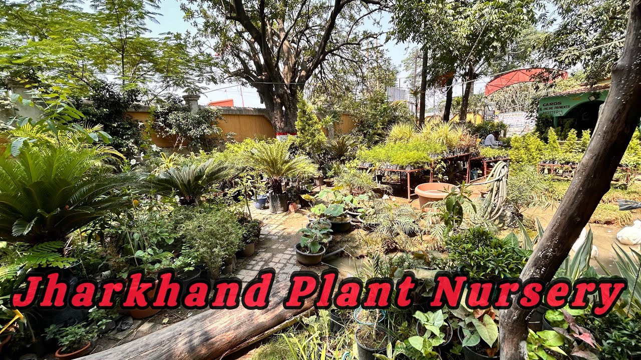 Plant Nursery Ranchi🌵 झारखंड नर्सरी राँची starting price 20rs