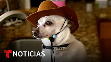 ¿Cuál es el perro más viejo del que se tiene noticia?