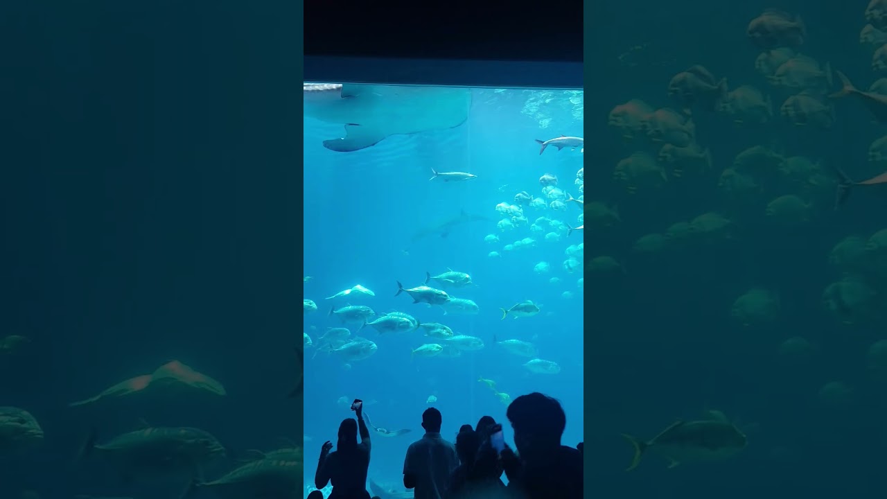 24ft Whale Shark & Giant Manta Ray Spotted! 🐋🛑 Must-See Footage! 