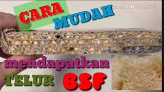 CARA MUDAH MENDAPATKAN TELUR BSF | BUDIDAYA BSF