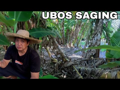 Ubos ang saging  Saba inataki ng mangunguha...Nakakalongkot  pang meryenda na sana namin