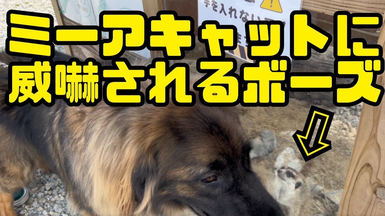 【超大型犬】　やんばるライオンに行って来た！　Leonberger　レオンベルガー