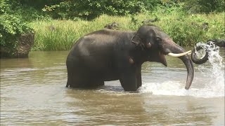 The elephant is bathing and playing | Earth charm