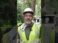 ‘I’ve been gawking at this tree for 40 years’: Lakewood fir comes down