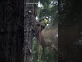 ‘I’ve been gawking at this tree for 40 years’: Lakewood fir comes down