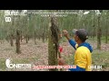 LOMBA SADAP PTPN 1 REGIONAL 7 KEBUN TUBU