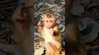Cute baby monkey🥰 Lovely and Funny & Crying some monkey Sadness. #monkey🐒 #animals