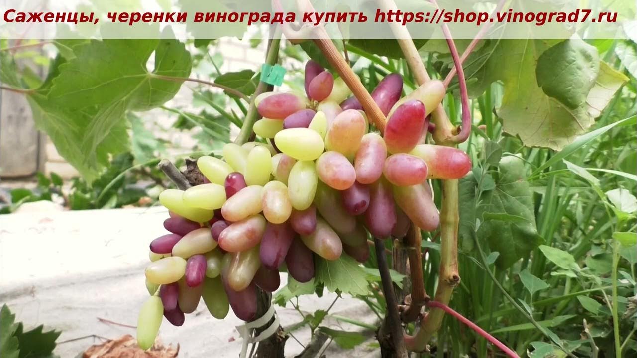 Формы Калугина В .М.(Украина). - YouTube
