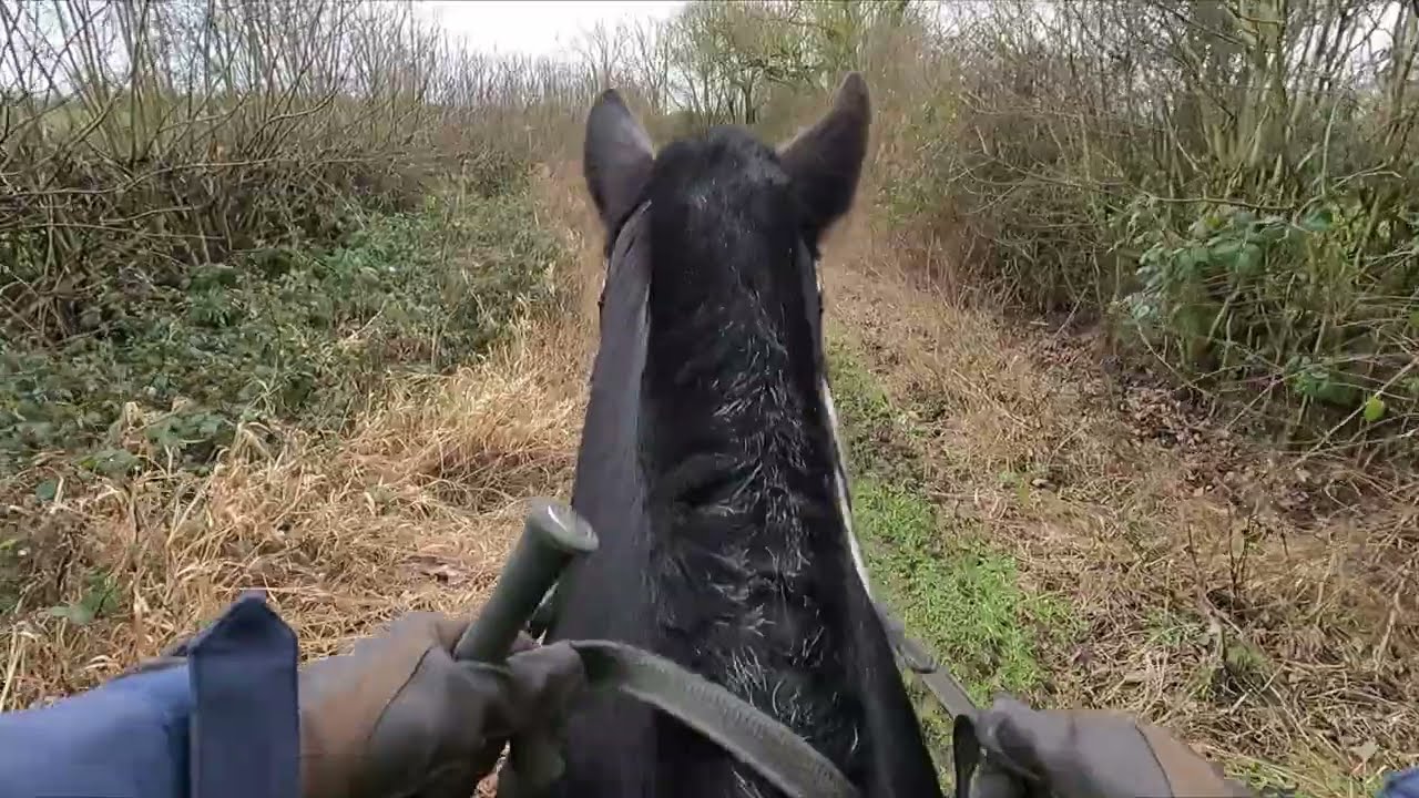 Come for a mooch with Tinker and Myself #stables #horse #cob