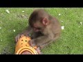 波勝崎苑の猿（サンダルかじりザル）Japanese Macaque Monkeys